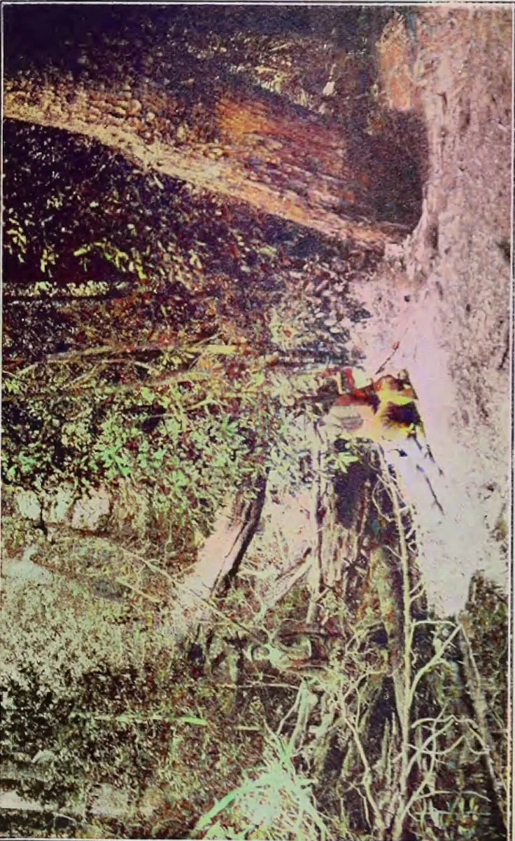 Floresta de la Isla Dawson a donde sale el Rio Chico — Tierra del Fuego — 1924 | Chile de Ayer